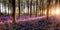 Bluebell forest alive at sunrise