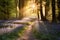 Bluebell forest with dawn sunrise bursting through the trees