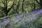 Bluebell Glade