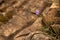 Bluebell or Harebell flower growing from a small crack in the rock.