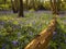 BlueBell Heaven