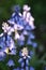 Bluebell (Hyacinthoides)