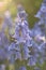 Bluebell (Hyacinthoides)