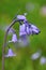 Bluebell Hyacinthoides hispanica