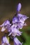 Bluebell Hyacinthoides hispanica