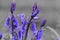 Bluebell hyacinthoides non-scripta