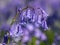 Bluebell Hyacinthoides non-scripta