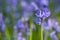 Bluebell Hyacinthoides non-scripta close-up