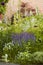 Bluebell, Lavender and Foxgloves growing outdoors. Purple and white blooms in harmony with nature, tranquil wild plants