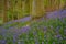 Bluebell meadow in the English Countryside