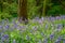 Bluebell meadow in the English Countryside