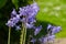 Bluebell plants in sunshine