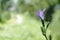 Bluebell purple flower in the park. Flora.