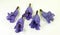 bluebell purple violet jacaranda flowers close up isolated on white.