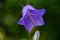 A bluebell on a rainy day