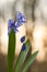 Bluebell, snowdrop in the forest, flower