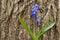 Bluebell, snowdrop in the forest, flower, bluebell on a wooden bark
