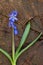 Bluebell, snowdrop in the forest, flower, bluebell on a wooden bark