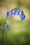 Bluebell Spring flower