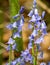 Bluebell spring flowers close up in the forest