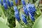 Bluebell spring fresh beautiful flowers