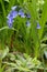 Bluebell stem flowering in springtime in a shady spot in Cornwall