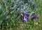 Bluebell Wildflowers