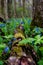 Bluebell Wildflowers & Rotting Log - Poland Municipal Forest - Poland, Ohio