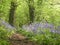 Bluebell Wood 01