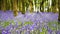 Bluebell wood