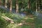 Bluebell wood with bluebell flowers, Hyacinthoides non-scripta, blooming in dappled spring sunshine