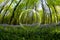 A bluebell wood through a crystal ball