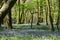 Bluebell woodland