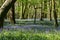 Bluebell woodland
