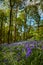 Bluebell woodland meadow scene High peak