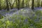 Bluebell Woodlands