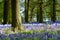 Bluebell woodlands in an ancient English woodland.