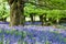 Bluebell woodlands in an ancient English woodland.