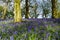 Bluebell woodlands in an ancient English woodland.