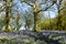 Bluebell woodlands in an ancient English woodland.