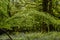 Bluebell woodlands in an ancient English woodland.