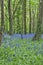 Bluebell Woods