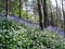 Bluebell Woods