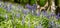 Bluebell Woods close up low level image Panorama Purple Blue and Green Flowers