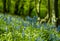 Bluebell Woods close up low level image Panorama Purple Blue and Green Flowers