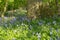 Bluebell Woods close up low level image Panorama Purple Blue and Green Flowers