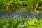 Bluebell Woods close up low level image Panorama Purple Blue and Green Flowers