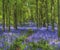Bluebell woods, Dockey Wood, Hertfordshire