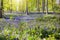 Bluebell woods. Woodland with bluebells