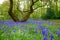 Bluebells